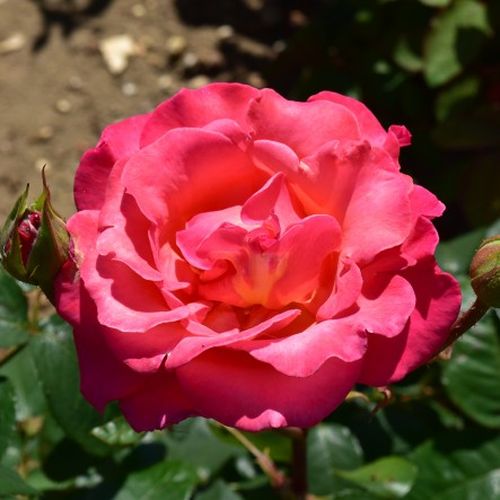 Rózsaszín, narancs árnyalattal - Teahibrid virágú - magastörzsű rózsafa- egyenes szárú koronaforma
